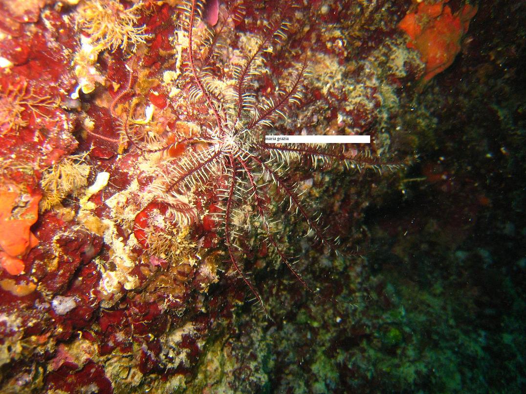 Antedon mediterranea (Lamarck, 1816)